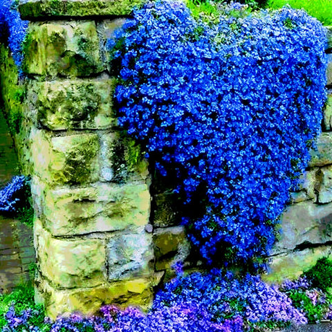 Mixrug blue woolly thyme leaves with silver-gray evergreen texture