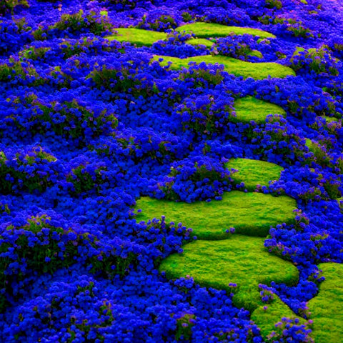 Mixrug Blue Woolly Thyme seeds fill gaps between stones for edging