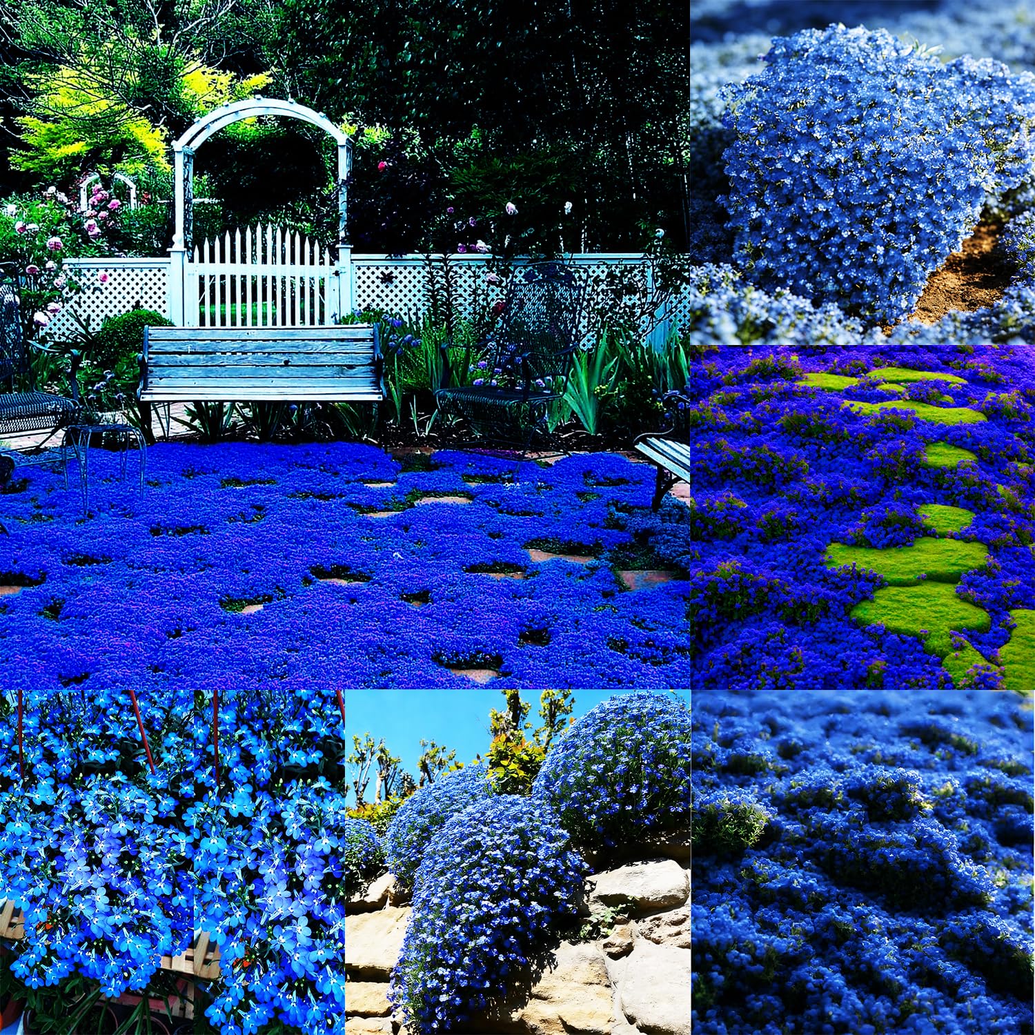 Mixrug Blue Woolly Thyme seeds form a dense ground cover mat