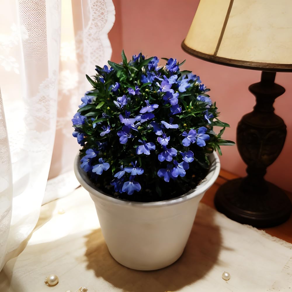 Mixrug Blue Woolly Thyme seeds thrive with minimal watering in sun