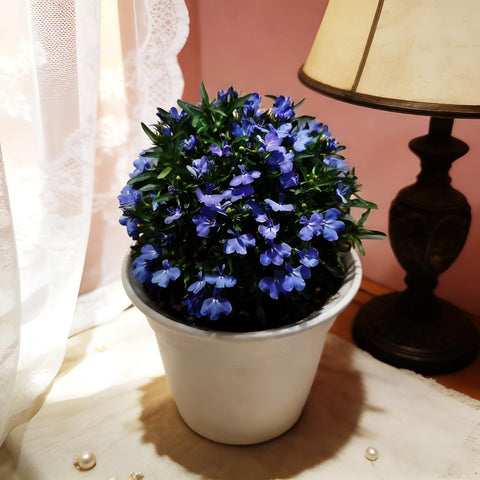 Mixrug Blue Woolly Thyme seeds thrive with minimal watering in sun