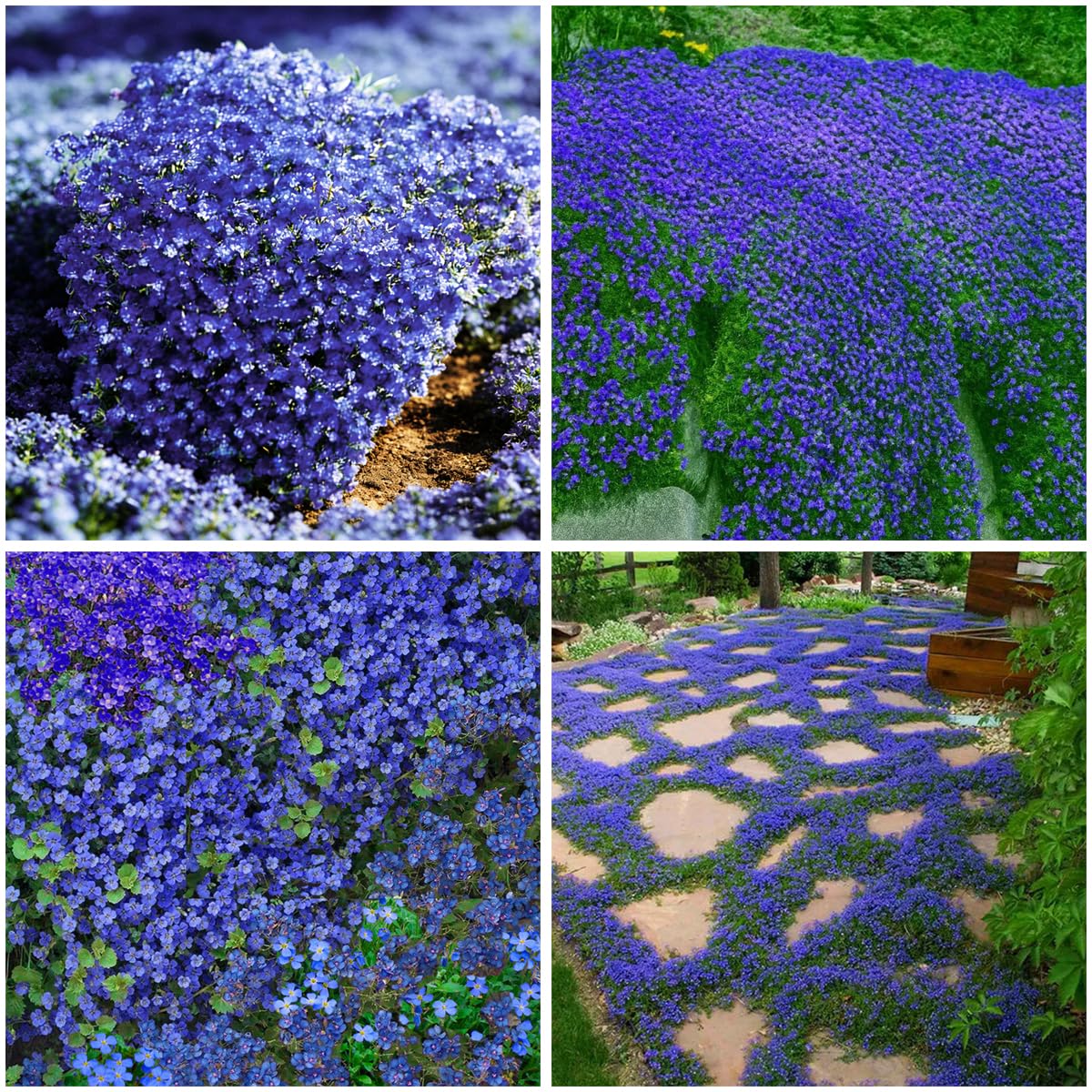 Mixrug blue woolly thyme seeds form a silvery ground cover for stone paths.