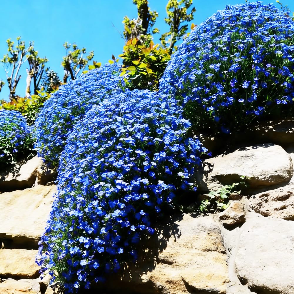 Mixrug Blue Woolly Thyme seeds attract pollinators in the garden