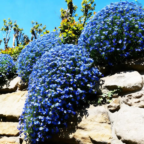 Mixrug Blue Woolly Thyme seeds attract pollinators in the garden