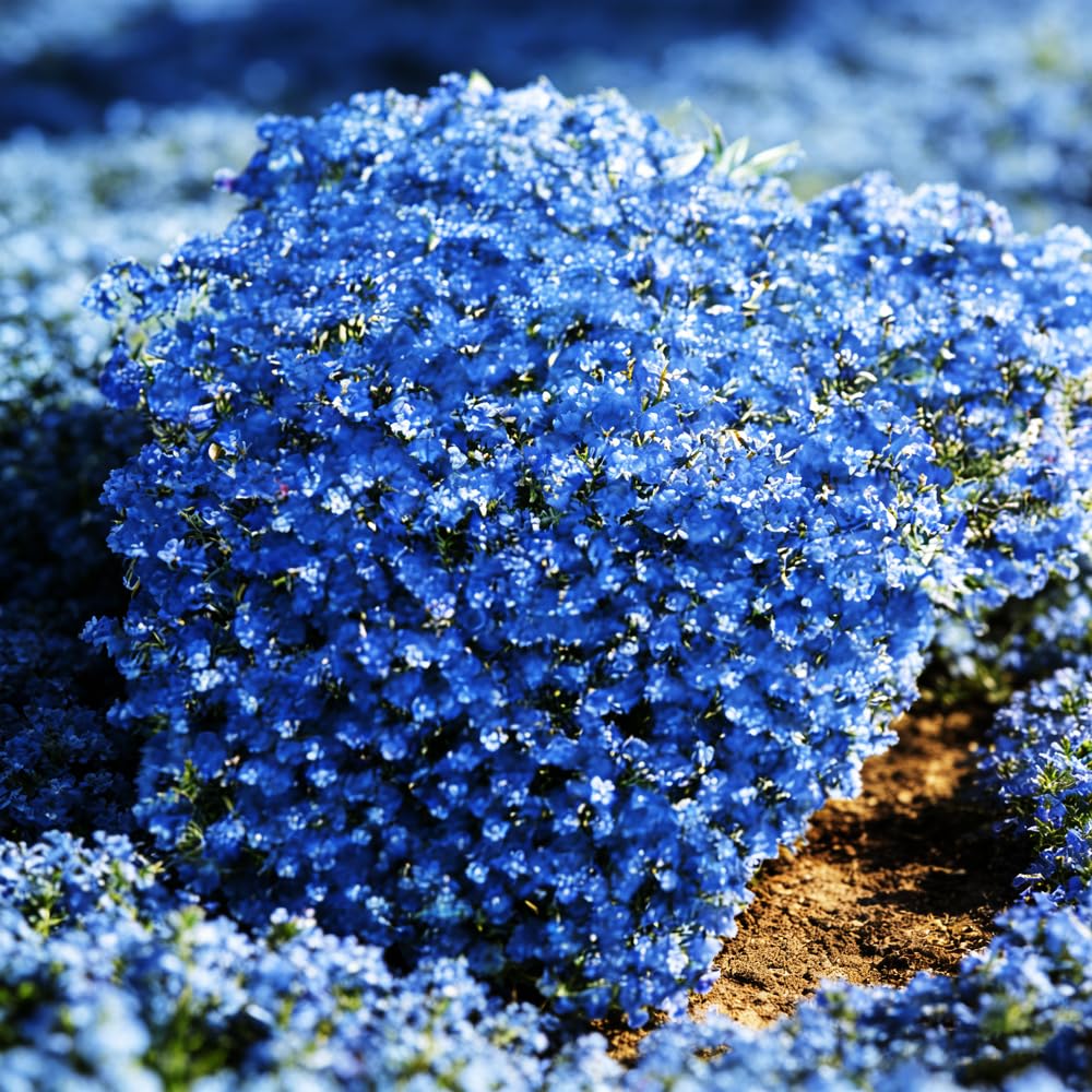 Mixrug Blue Woolly Thyme seeds showcase lavender blue summer blooms