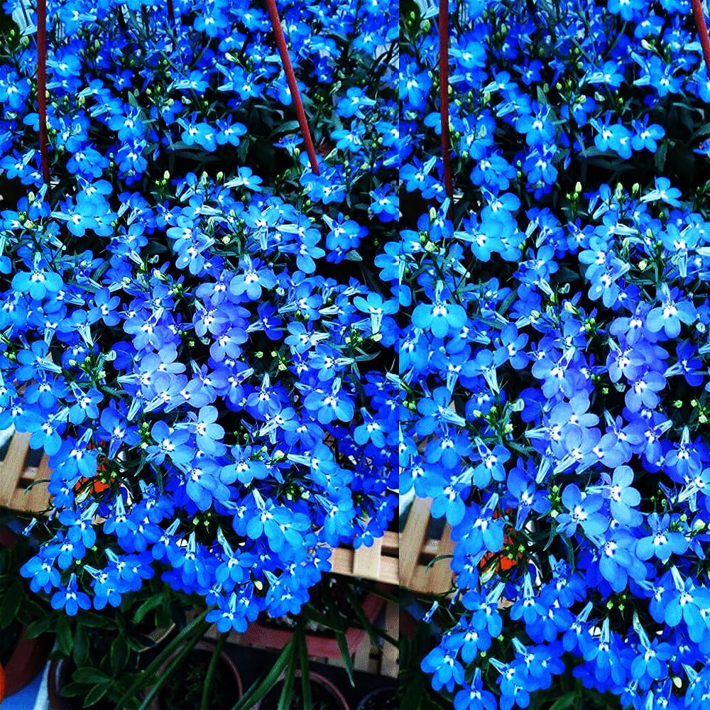 Mixrug Blue Woolly Thyme seeds hardy across USDA zones 4 to 9