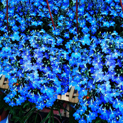Mixrug Blue Woolly Thyme seeds hardy across USDA zones 4 to 9
