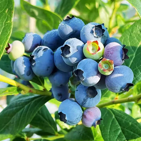 Mixrug dwarf blueberry seedlings thriving in a small pot