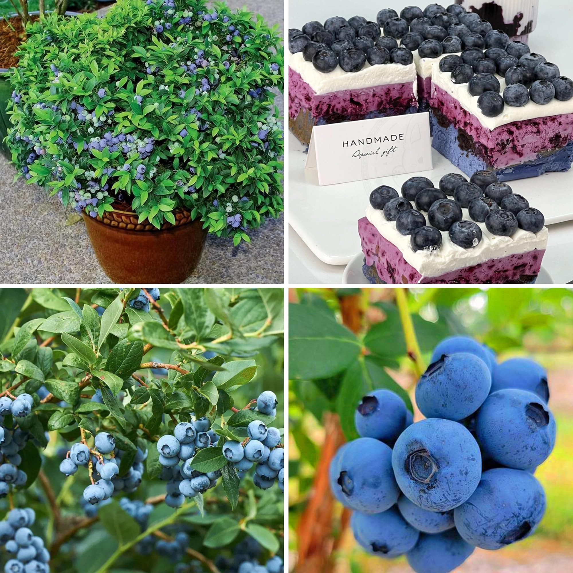 Mixrug blueberry seeds close-up showing non-GMO heirloom variety for home harvest