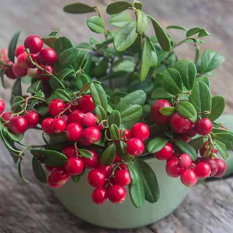 Mixrug blueberry seeds close-up indicating potential for container gardens