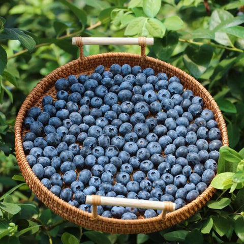Mixrug blueberry seeds germination stage in shallow tray with bright light