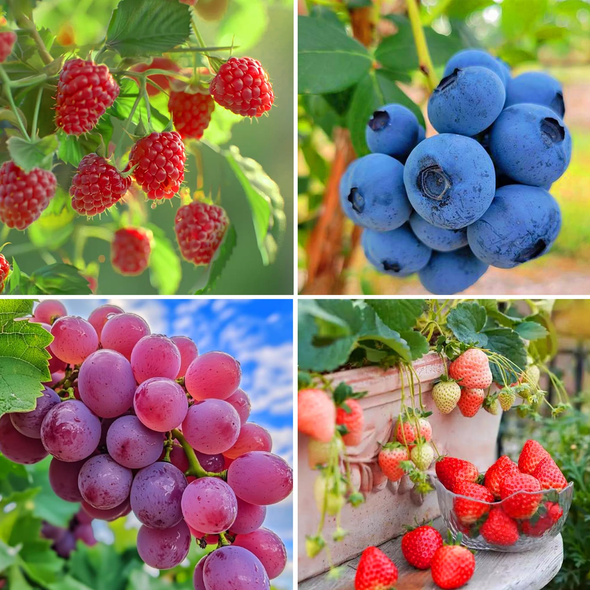 Mixrug blueberry seeds pack promotes vigorous growth and fresh berries