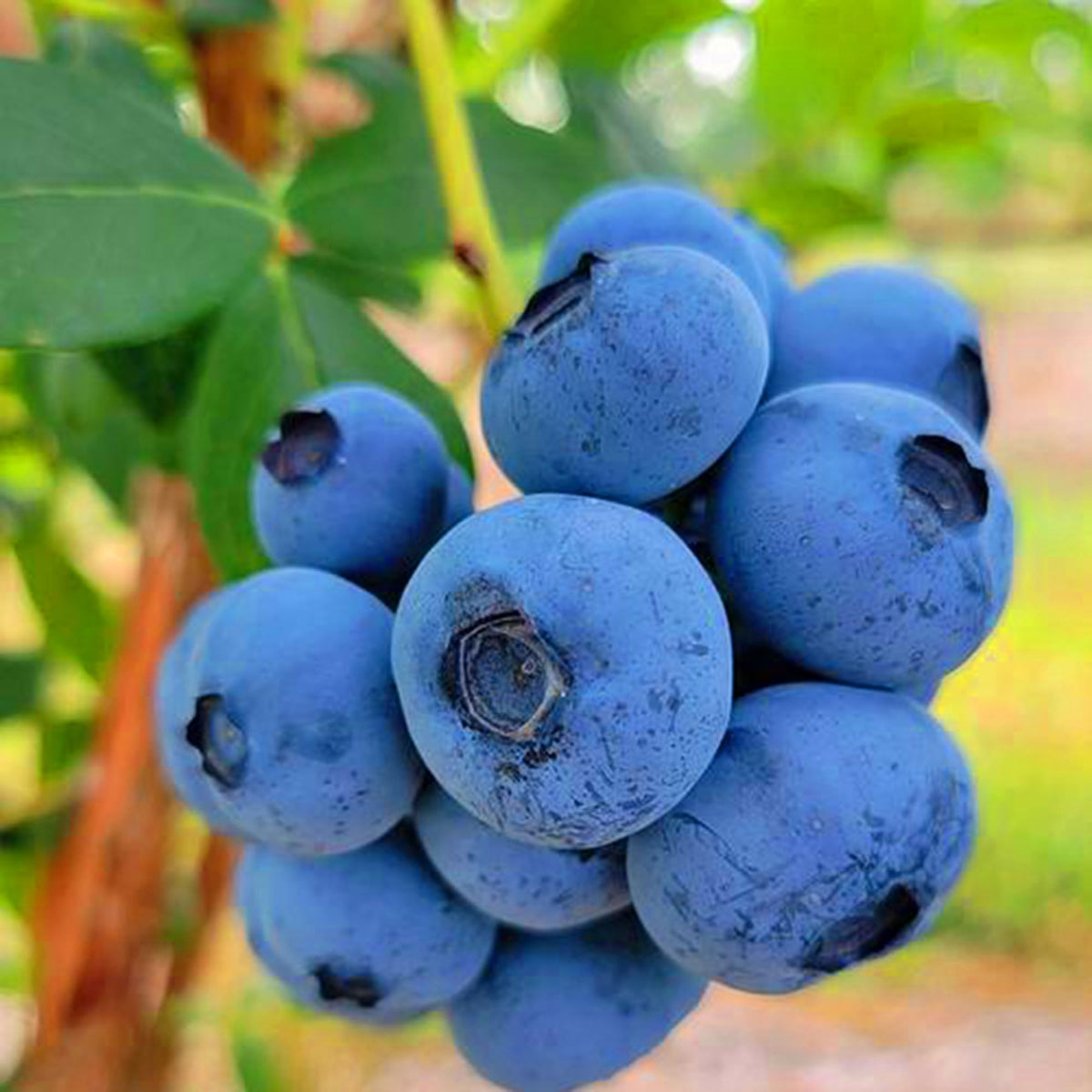 Mixrug blueberry seeds pack for home garden planting in pots