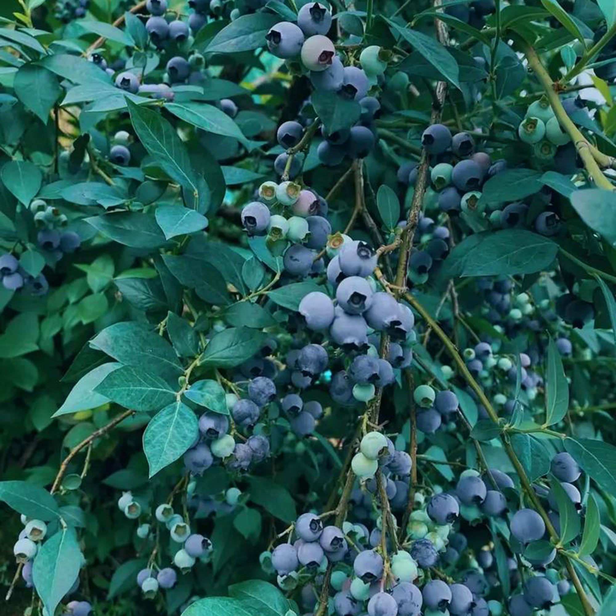 Mixrug blueberry seeds thriving in pots with fruit-bearing perennial potential