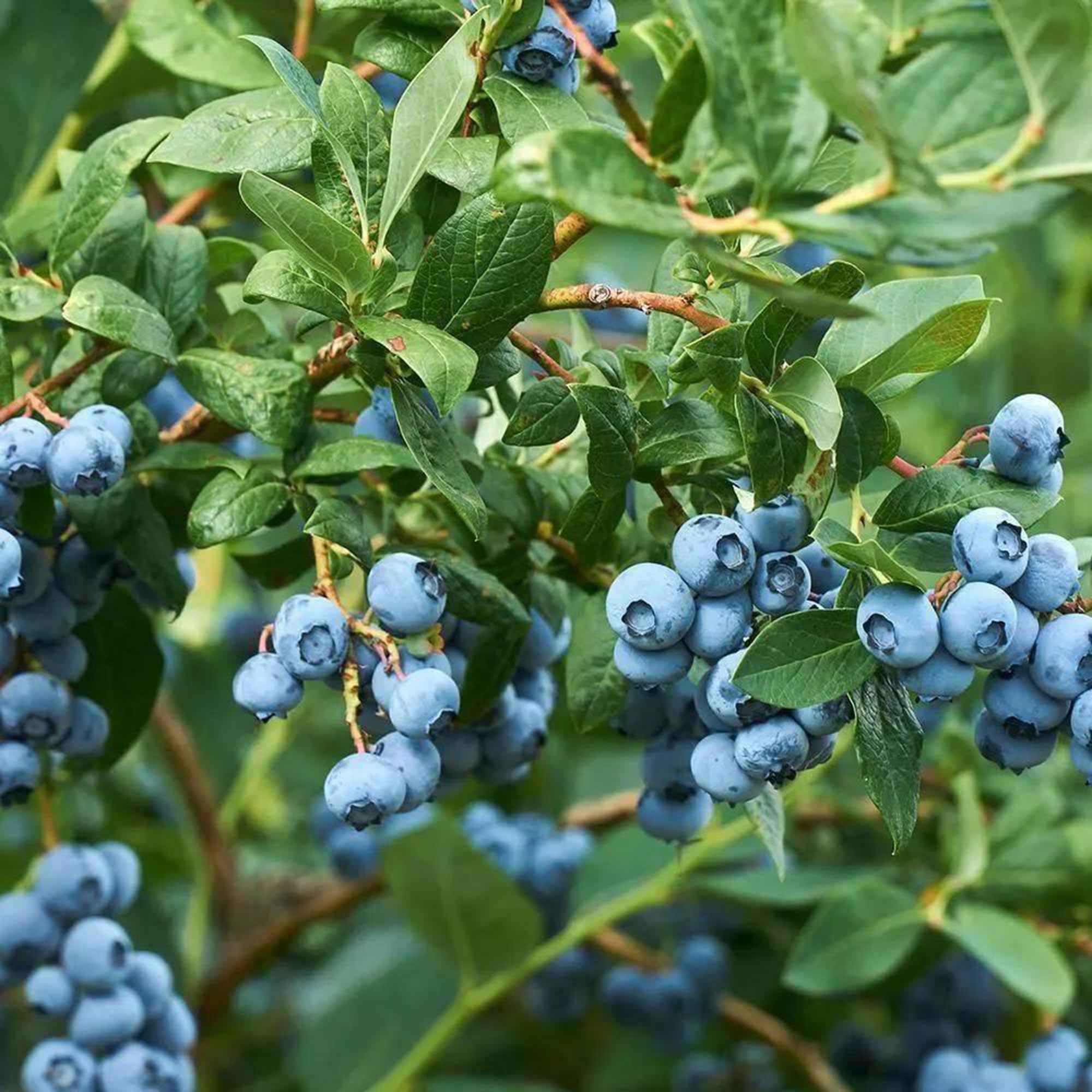 Mixrug blueberry seeds for raised beds provide year-long harvest possibilities