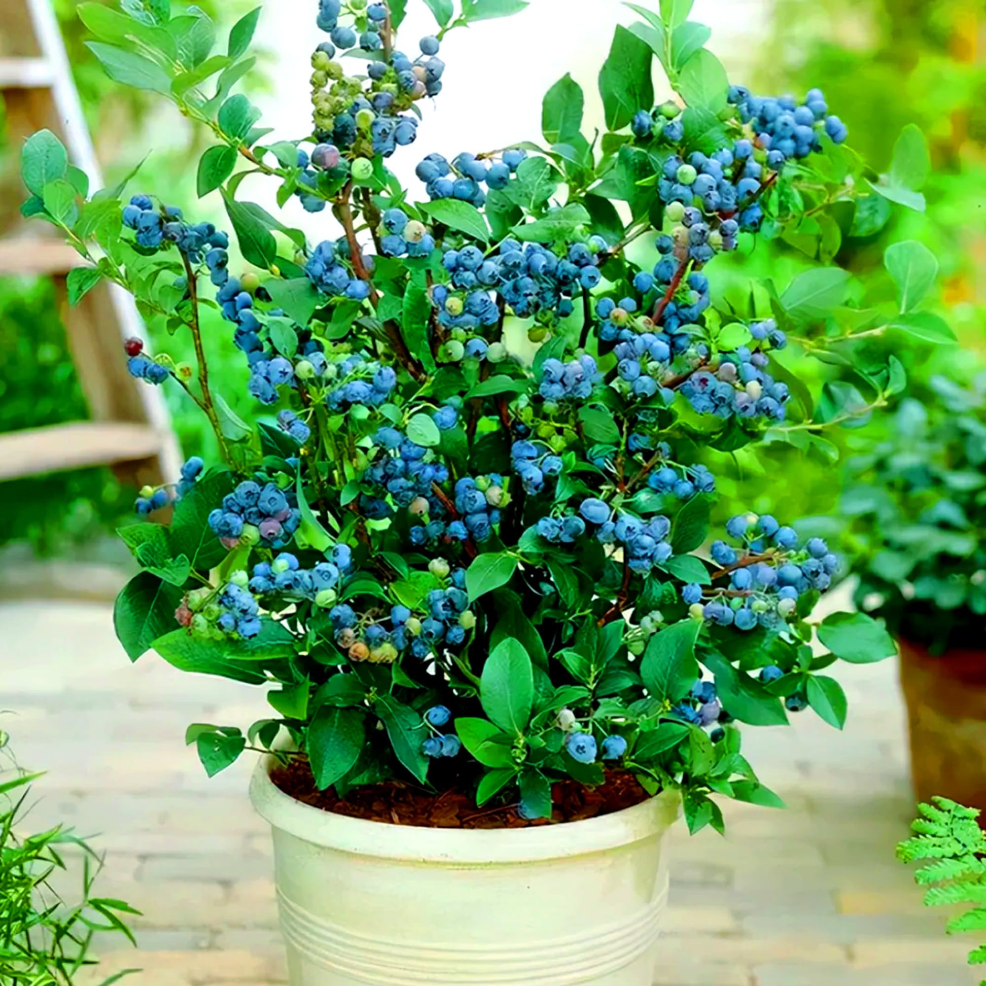 Mixrug blueberry seeds ready to scatter on moist acidic soil for germination
