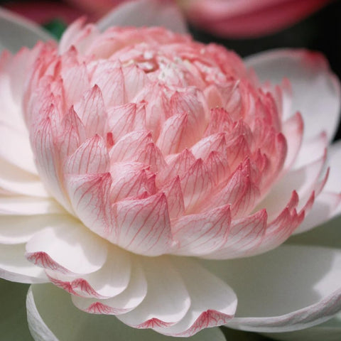 Mixrug bowl lotus seeds yield pink, white, and yellow blossoms