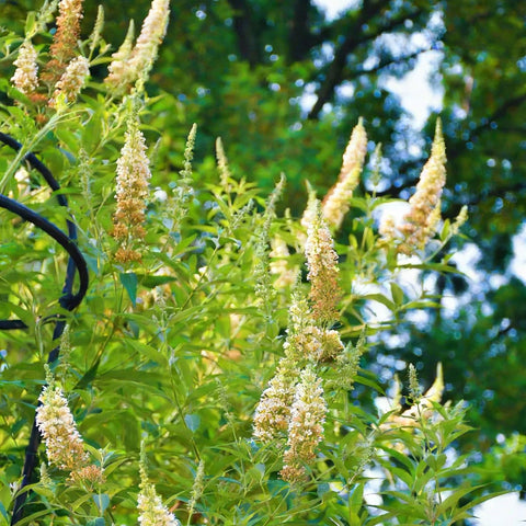 Mixrug butterfly bush blooms attract bees and butterflies in a low-maintenance garden