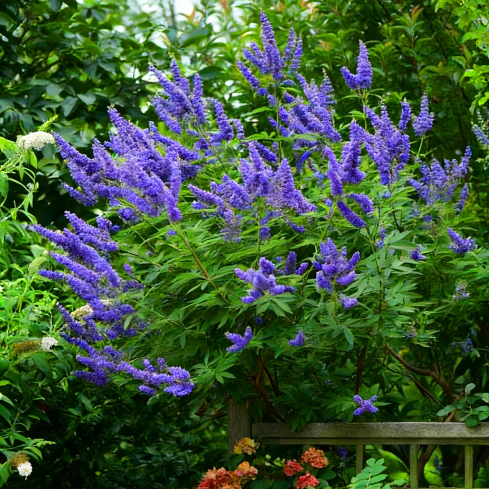 Border planting with Mixrug butterfly bush adds cottage-garden charm and color
