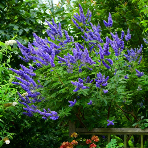 Border planting with Mixrug butterfly bush adds cottage-garden charm and color
