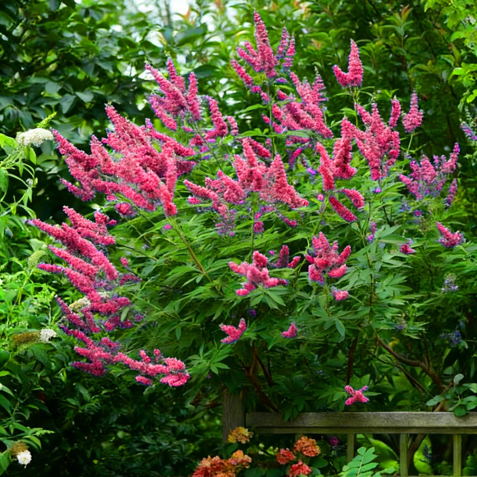 Mixrug butterfly bush flower clusters display purple, lavender, and white hues