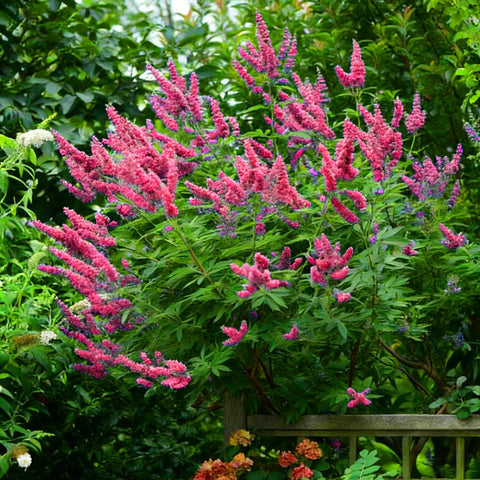 Mixrug butterfly bush flower clusters display purple, lavender, and white hues