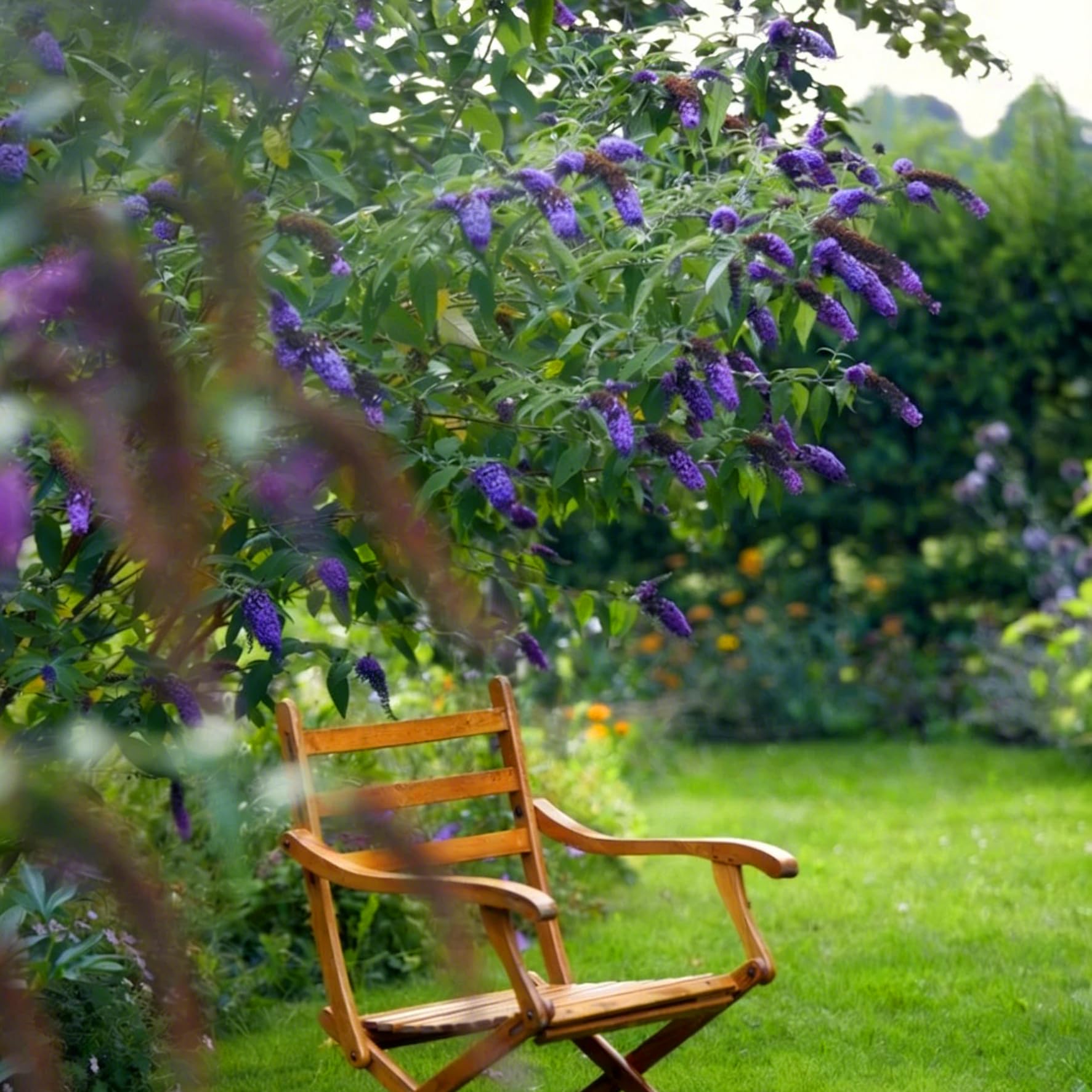 Mixrug butterfly bush blooms attract butterflies and bees with nectar-rich flowers