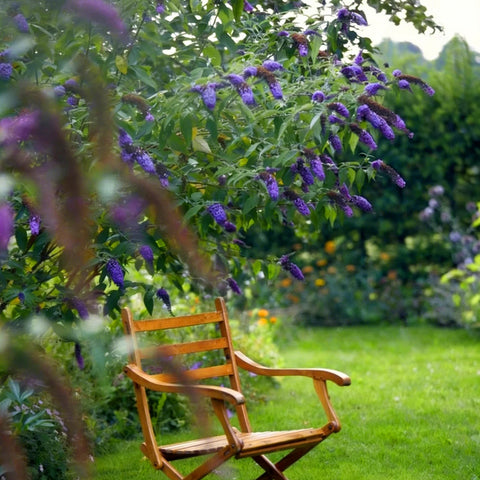 Mixrug butterfly bush blooms attract butterflies and bees with nectar-rich flowers