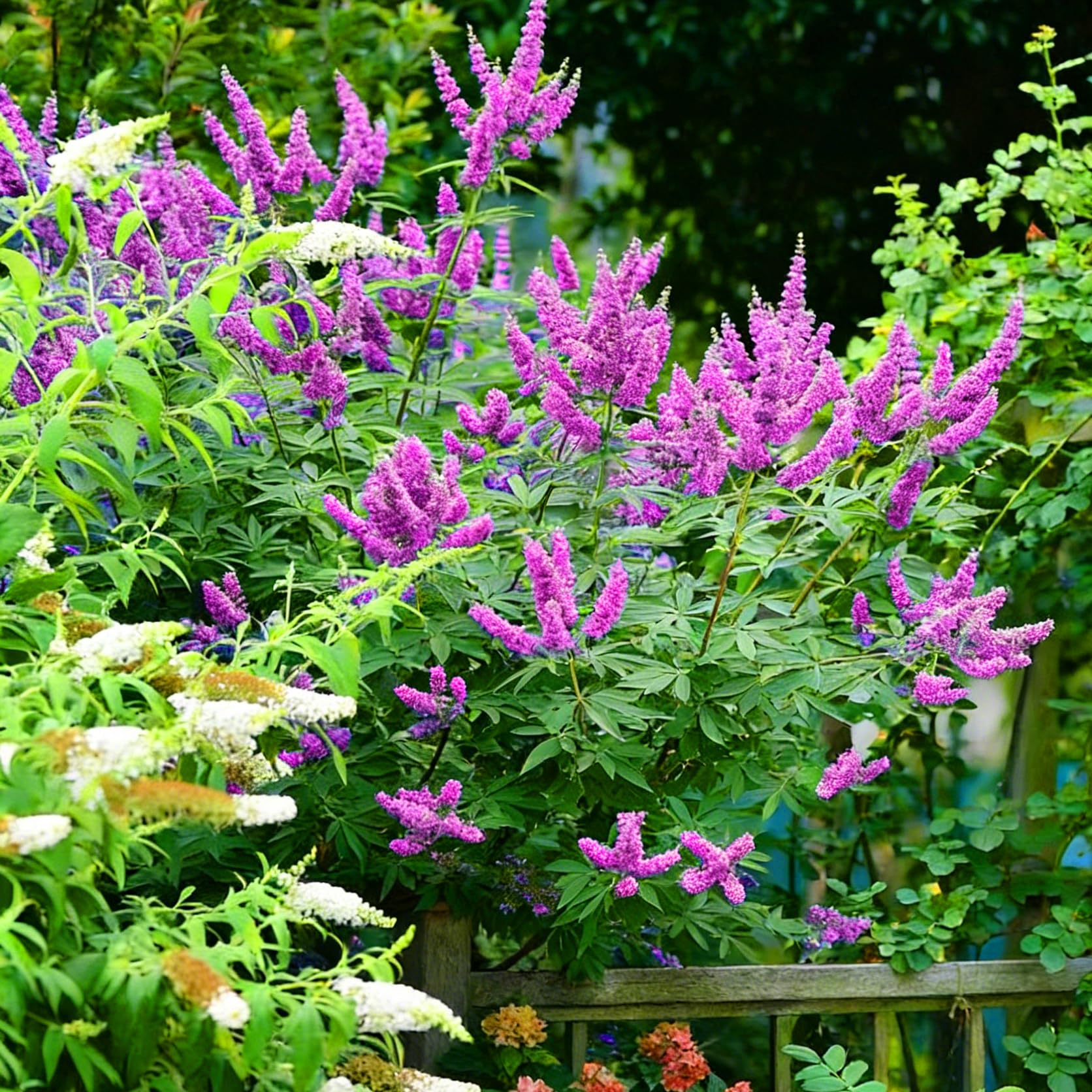 A lush ornamental patch featuring Mixrug butterfly bush in bloom