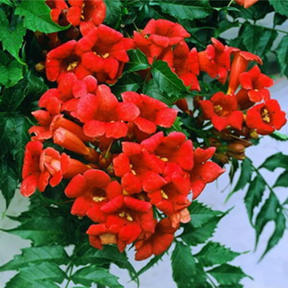 Mixrug Campsis radicans seeds for durable, long-lasting outdoor vines.