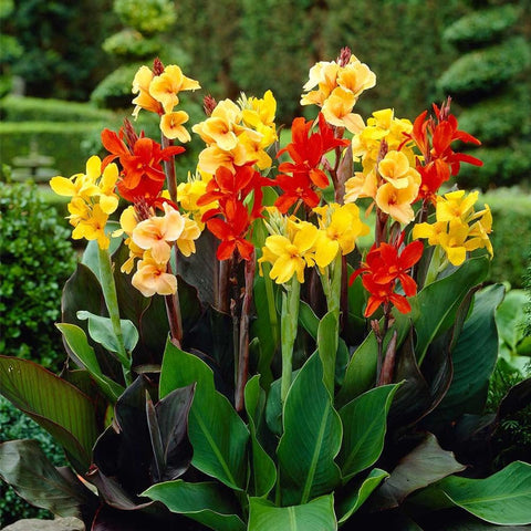 Mixrug Canna Lily Seeds closeup bag highlights easy planting potential