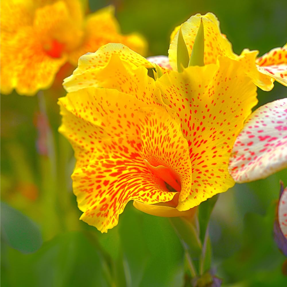 Mixrug Canna Lily Seeds early growth in soil demonstrates strong start