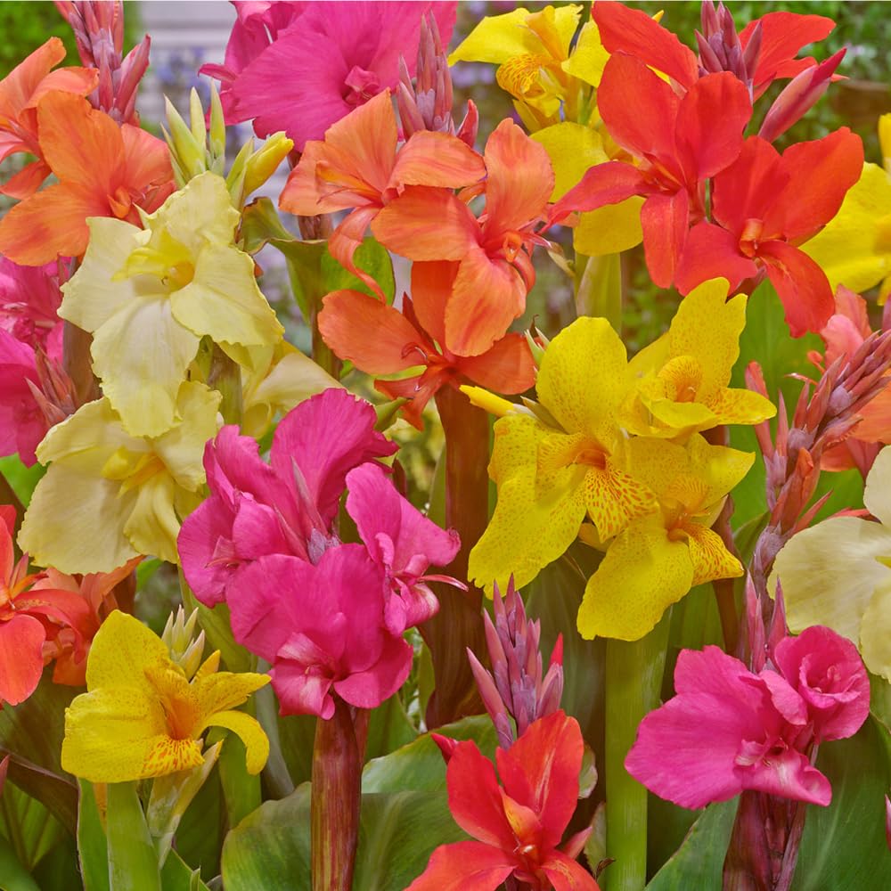Mixrug Canna Lily Seeds flowers buds image shows long bloom potential
