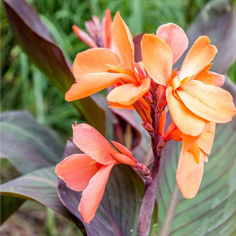 Mixrug Canna Lily Seeds pack-details label highlights durable seed packaging