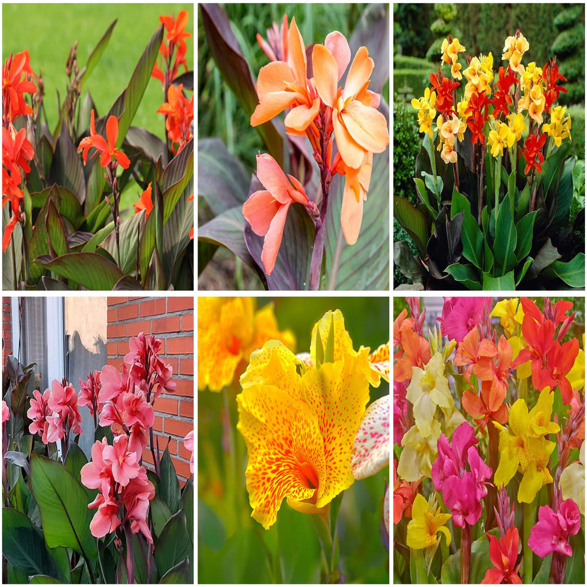 Mixrug Canna Lily Seeds front view, ideal for vibrant sunny borders