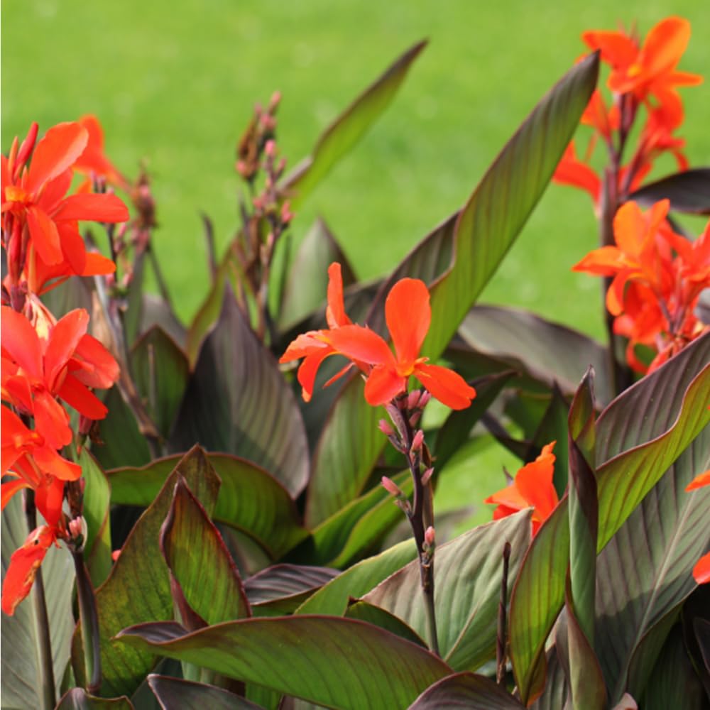Mixrug Canna Lily Seeds soil planting setup illustrates container or garden versatility