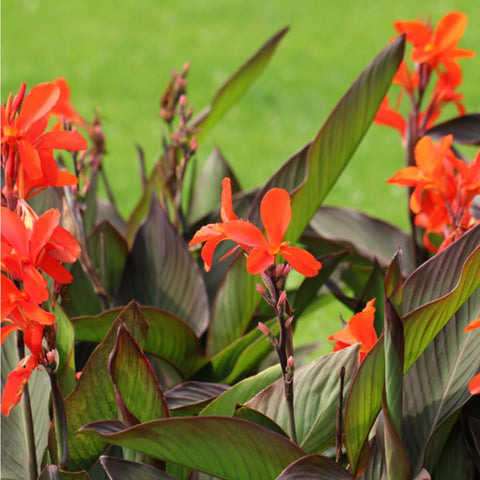 Mixrug Canna Lily Seeds soil planting setup illustrates container or garden versatility