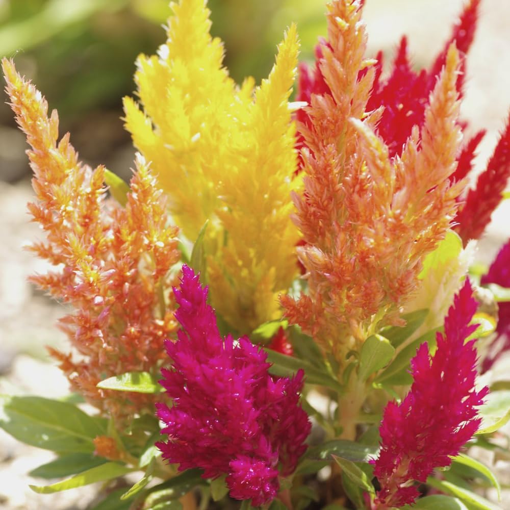 Mixrug Celosia blooms brighten a balcony container garden