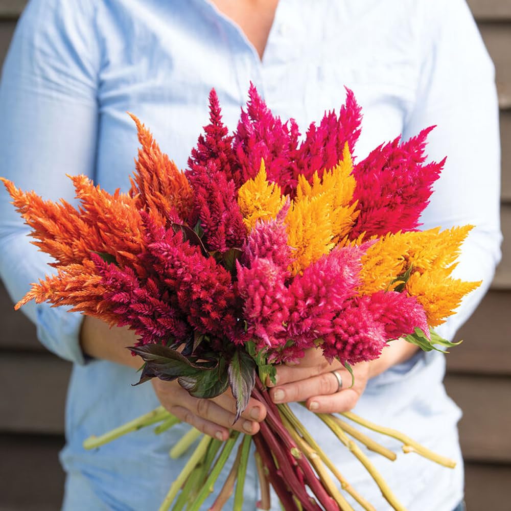Mixrug Celosia cristata plumosa displayed along a garden border