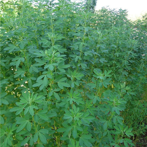 Mixrug chipilin harvest image features ready-to-use greens for pupusas.