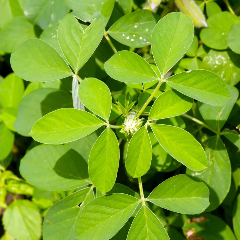 Mixrug chipilin leaves close-up highlights tender greens ideal for soups.