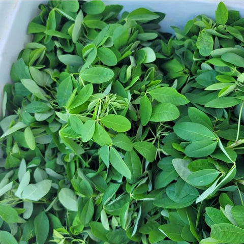 Mixrug chipilin seeds pack ready for home herb garden planting and easy germination.