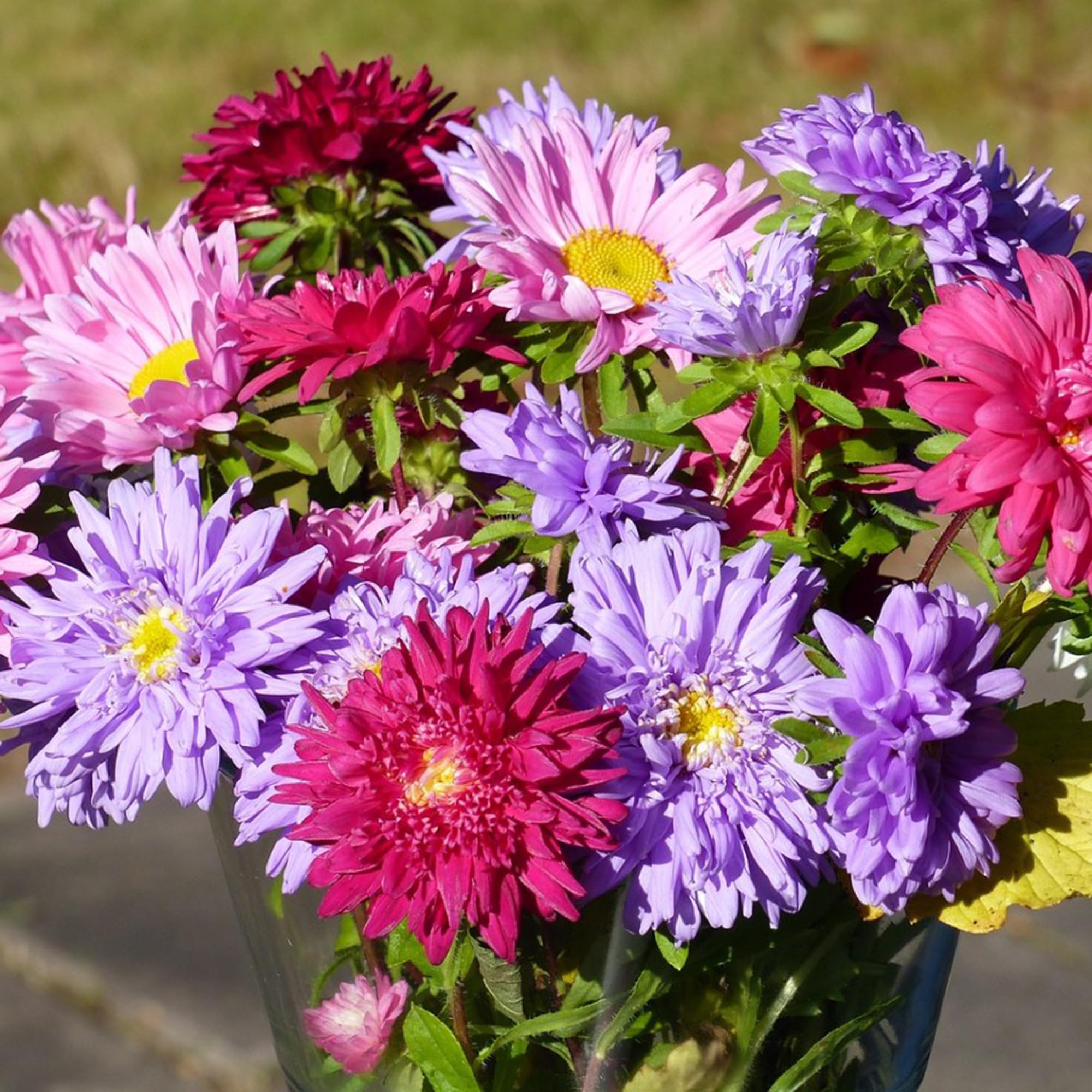 Mixrug Chrysanthemum seeds 1000pc pack for abundant plantings and bold color.