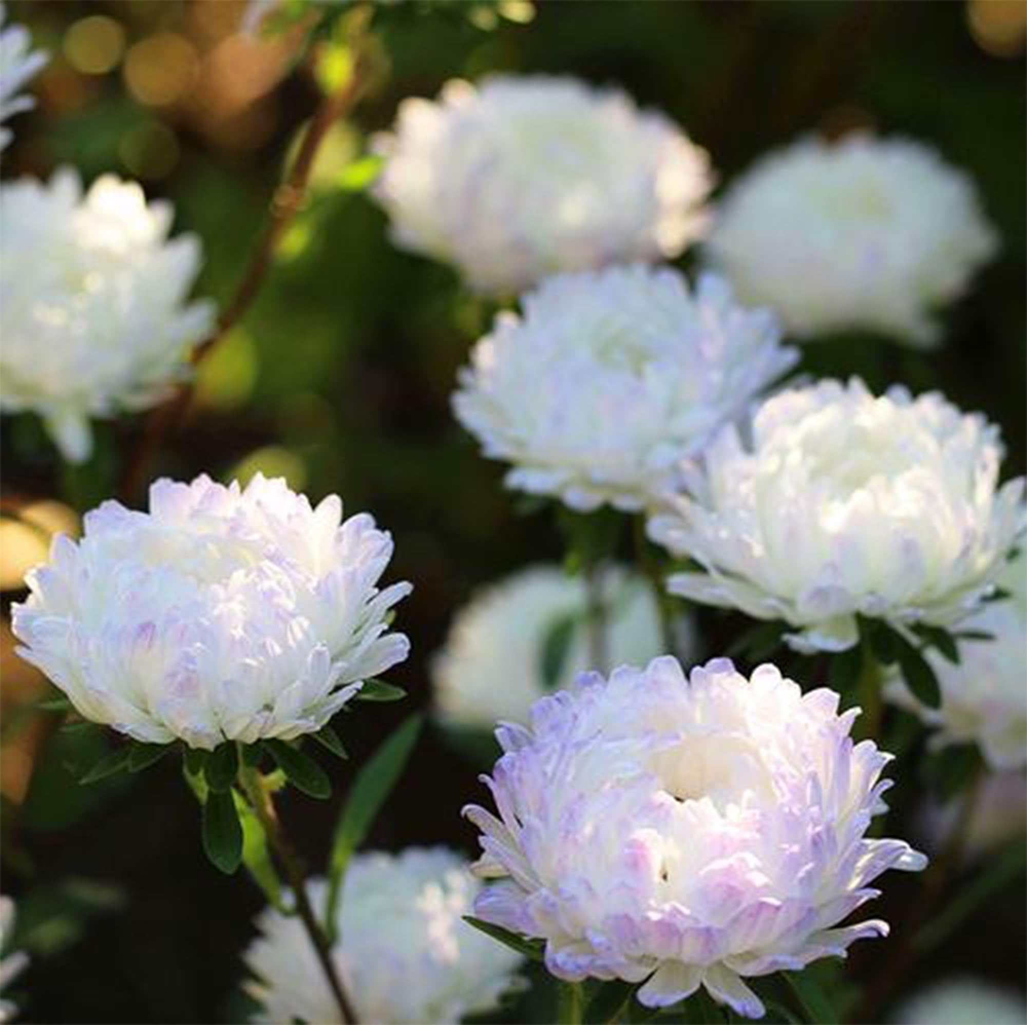 Mixrug chrysanthemum seeds with fragrant blooms attract pollinators.