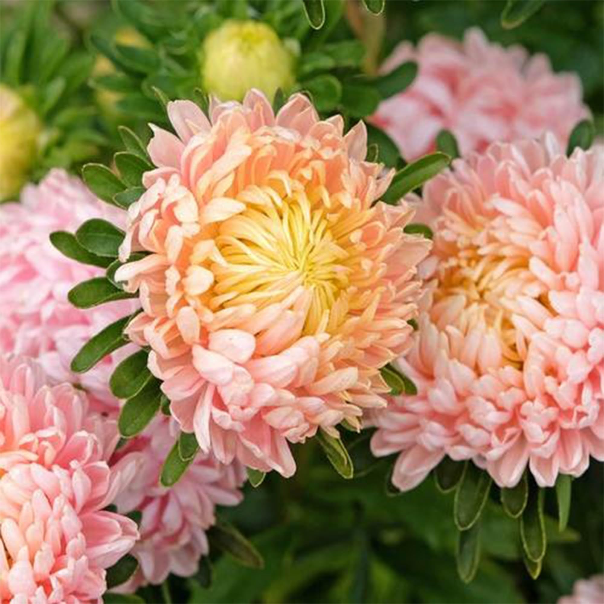 Mixrug Chrysanthemum seeds heirloom non-GMO for sustainable, long-lasting garden displays.