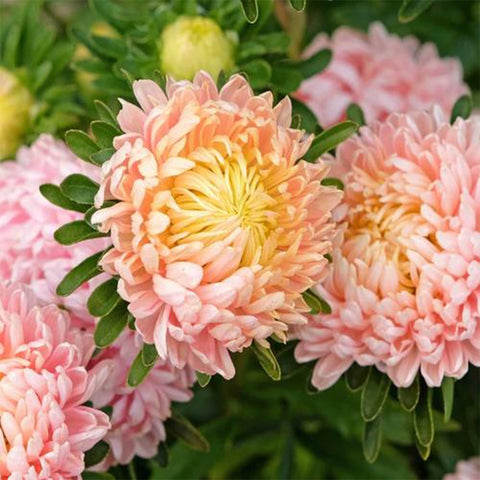 Mixrug Chrysanthemum seeds heirloom non-GMO for sustainable, long-lasting garden displays.
