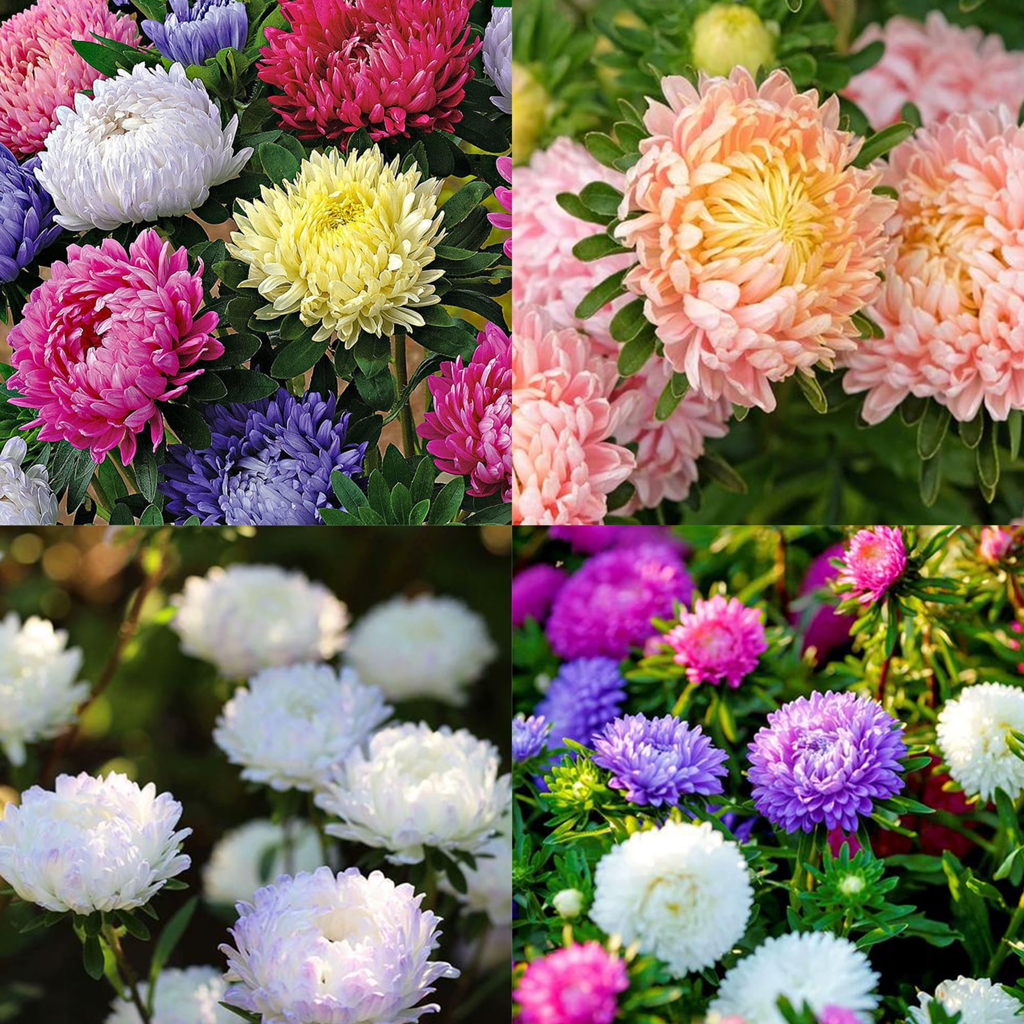 Mixrug chrysanthemum seeds show mixed color blooms for vibrant garden borders.