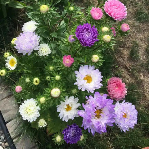 Mixrug Chrysanthemum seeds outdoor-indoor versatility for patios and gardens.