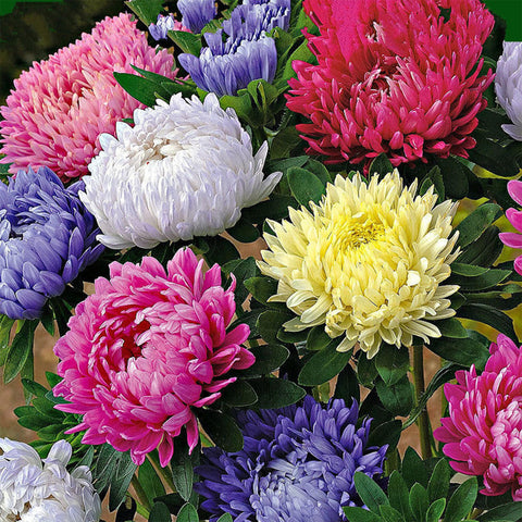 Mixrug chrysanthemums are perennial plants for long-lasting garden beauty.