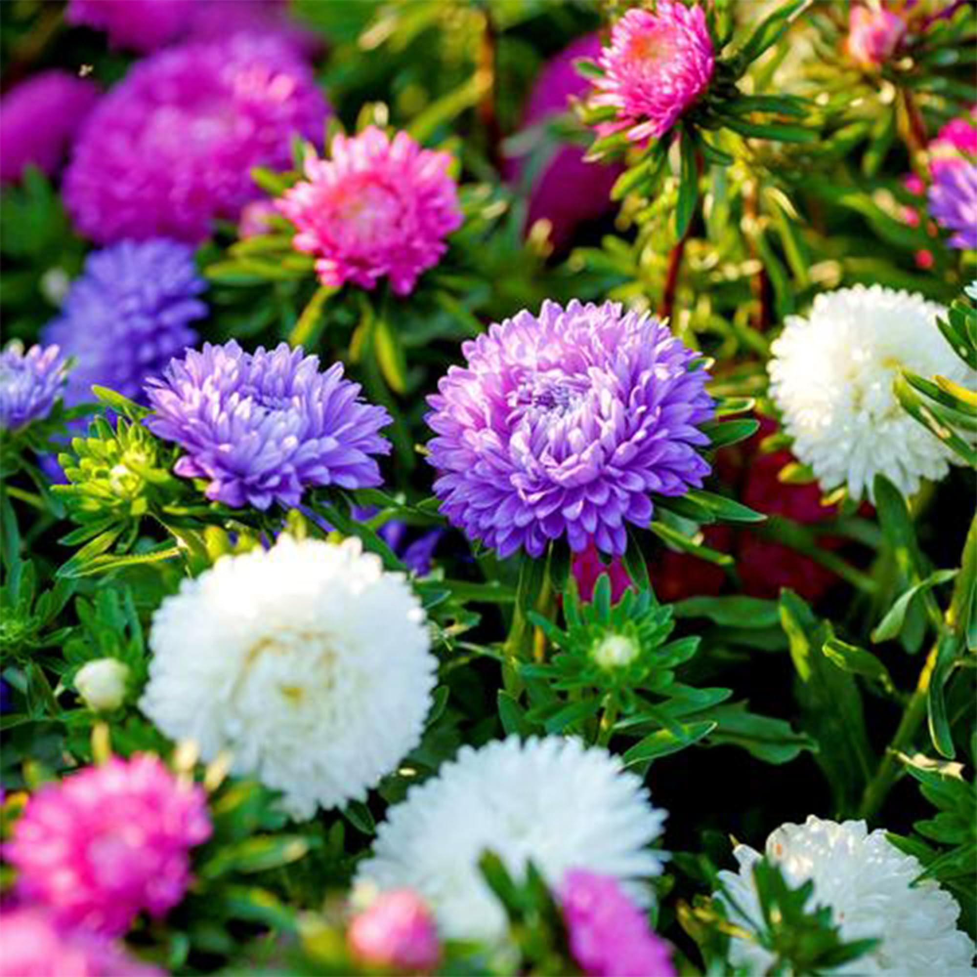 Mixrug seeds ideal for outdoors and indoors container planting.